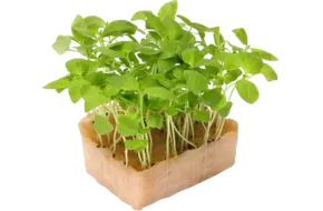Limon Cress Duo TOPSEAL